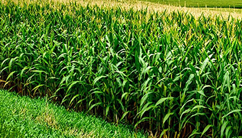 Sistemas Integrados Agropecuários