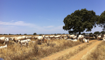 Herdade Vila do Rosário y Álamos y Herdade dos Conqueiros - Rações Valouro